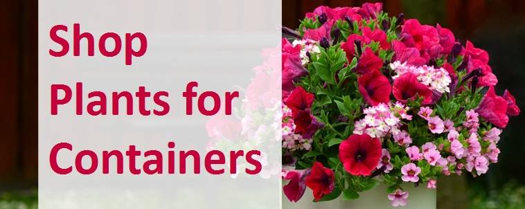 Shop plants for containers 1